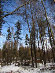 Winter im Wald