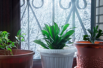 Home plant.. Aspidistra and ficus. A plant in a white pot on a windowsill Winter. Nature. Winter morning