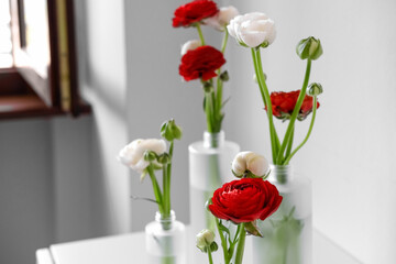 Ranunculus asiaticus in minimalist glass vase on white background. Spring flower arrangements. Authentic photo. Mood board