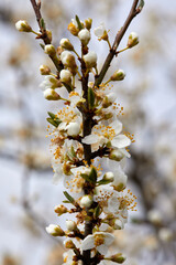 Flowers on branch of Prunus cerasifera in the garden - 422656924