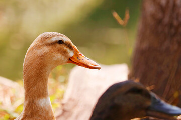 female duck neck in close up with green gras background