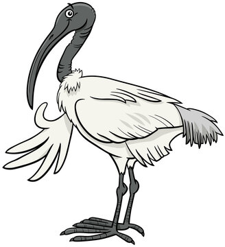 cartoon ibis bird comic animal character