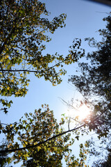 tree and sky