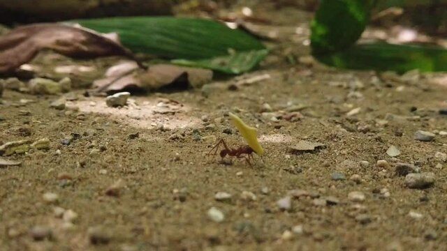 Naturaleza hormiga