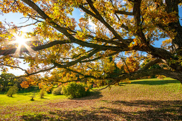 Sunburst through branches of an old tree on a fall afternoon. Taken at the Arboretum of the Experimental Farm in Ottawa, Ontario, Canada