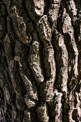 Bark