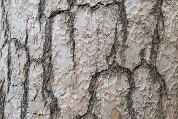 Full frame background of textured gnarled tree trunk with copyspace