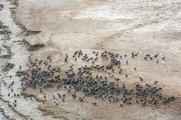 American Coot (Fulica americana)