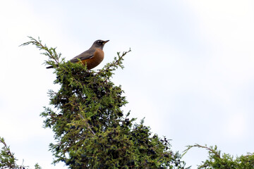 American Robin perched on the top of a tree