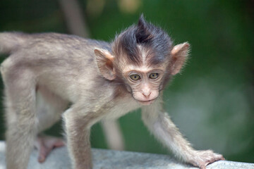 可愛いサル