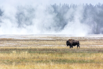 American bison (Bison bison) © philipbird123