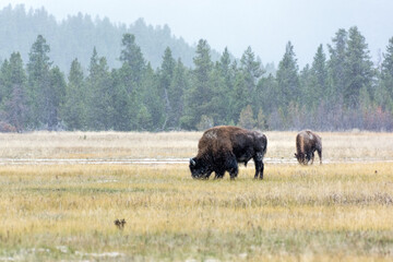 American bison (Bison bison)