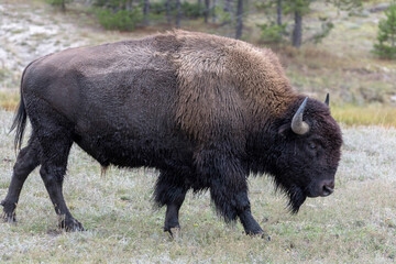 American bison (Bison bison)