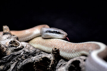 Cave Racer (Elaphe taeniura ridleyi)