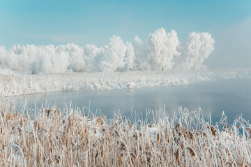 reeds in the snow