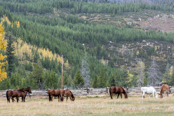 Fototapeta na wymiar Horses in a field in Grand Teton National Park