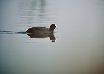 Blässhuhn auf einem stillen See schwimmend, Fulica atra