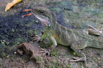 Chinese Water Dragon (Physignathus cocincinus)
