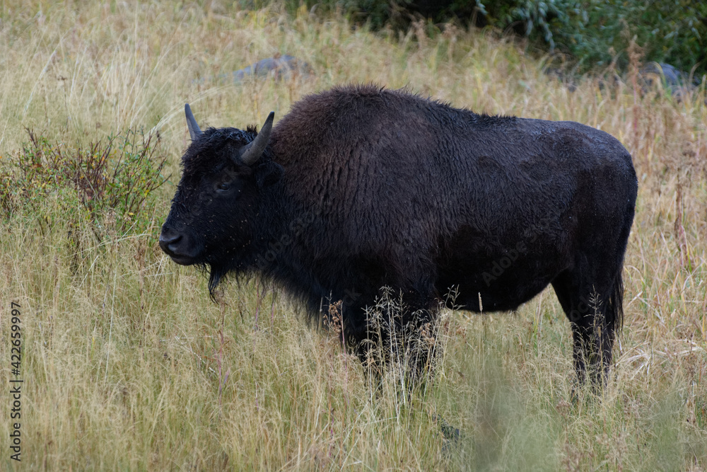 Wall mural American Bison (Bison bison)