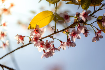 Sakura flowers blooming blossom in Chiang Mai, Thailand