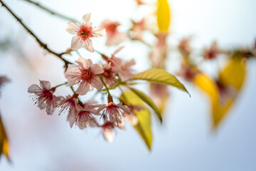 Sakura flowers blooming blossom in Chiang Mai, Thailand