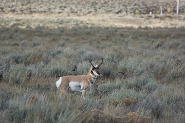 Pronghorn (Antilocapra americana)