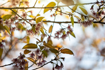 Sakura flowers blooming blossom in Chiang Mai, Thailand
