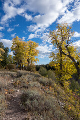 Fototapeta premium Autumn Colours in Wyoming