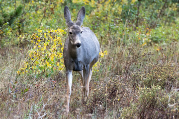 Mule Deer (Odocoileus hemionus)