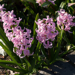 A group of pink Hyacinths in the spring sunshine