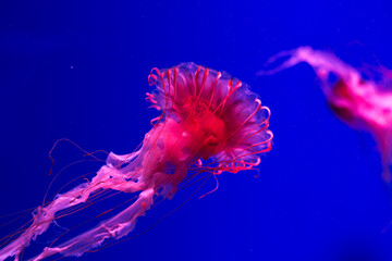 pink red jellyfish swims underwater. Jellyfish underwater. The jellyfish is red. Blue reef floating...