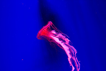 pink red jellyfish swims underwater. Jellyfish underwater. The jellyfish is red. Blue reef floating plankton