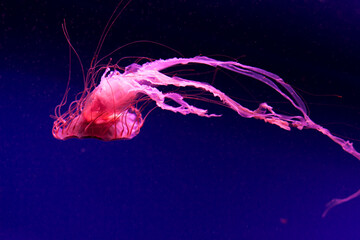 pink red jellyfish swims underwater. Jellyfish underwater. The jellyfish is red. Blue reef floating...