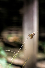 Speckled Wood Butterfly (Pararge aegeria)