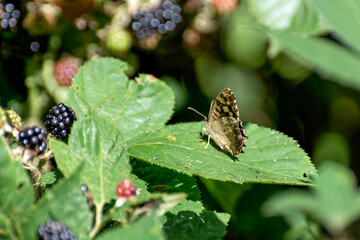 Speckled Wood Butterfly (Pararge aegeria)