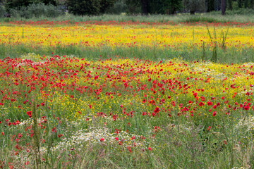 A field of spring flowers in Castiglione del Lago Province of Perugia