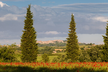 VAL D'ORCIA TUSCANY/ITALY - MAY 19 : Poppy field in Tuscany on May 19, 2013