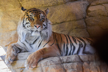 Sumatran Tiger (Panthera tigris sumatrae)