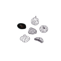 Hand drawn sketch style dried figs set. Vector  illustration.