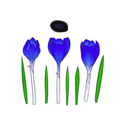 Hand drawn sketch style crocus set. Flowers and leaves. Color illustration.