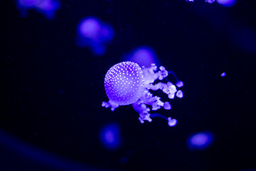 Blue jellyfish swim underwater. Jellyfish underwater. Jellyfish is transparent. Blue reef floating...