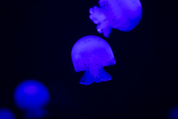 Blue jellyfish swim underwater. Jellyfish underwater. Jellyfish is transparent. Blue reef floating plankton