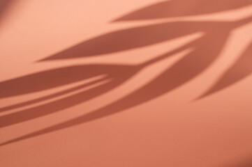Abstract pink background with leaf shadow. Minimalist background for cosmetic product.beauty and spa concept. Minimal sunlight tropical arrangement.