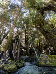 Fototapeta premium Árboles en la entrada al bosque.