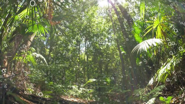 Rain forest plants making oxygen (O2) from carbon dioxide (CO2) photosynthesis