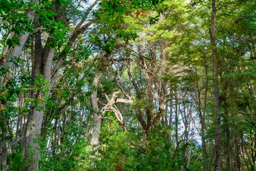 Low angle view of forest skyline