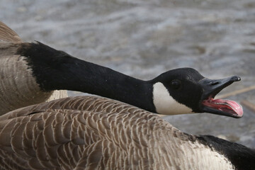 Territorial Canada Goose drake threatening away rival males in the marsh in early spring overcast day
