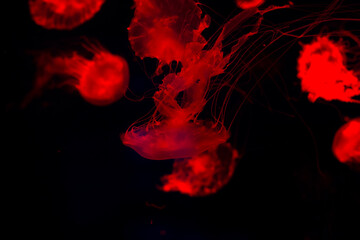 Red jellyfish on a black background. Plankton. Jelly-like in the sea. Undersea world. Diving