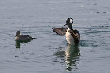 Hooded Merganser male (drake) flapping from all angles on still lake in early spring on overcast day
