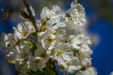 Blossom tree with white flowers at springtime. Bees taking polen from white flowers